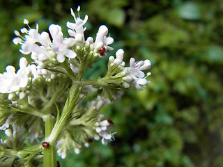 Valeriana officinalis agg.