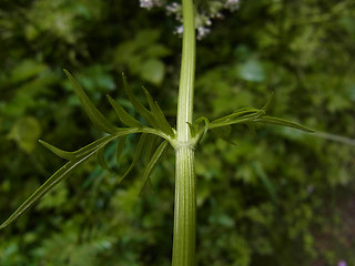 Valeriana officinalis agg.