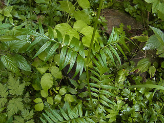 Valeriana officinalis agg.