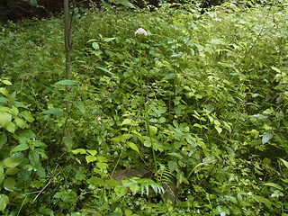 Valeriana officinalis agg.