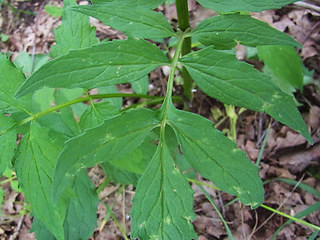 Valeriana sambucifolia