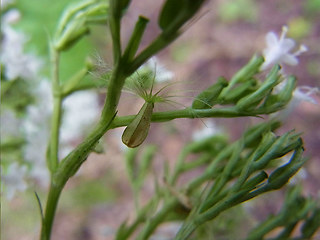 Valeriana sambucifolia