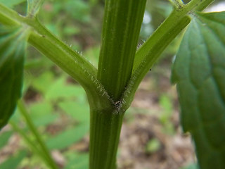 Valeriana sambucifolia