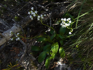 Valeriana saxatilis