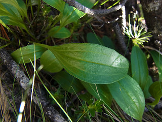 Valeriana saxatilis