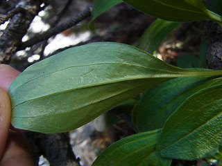 Valeriana saxatilis