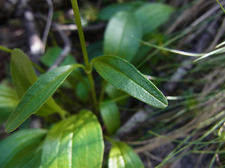 Valeriana saxatilis