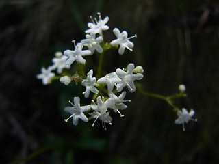 Valeriana saxatilis