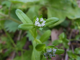 Valerianella locusta