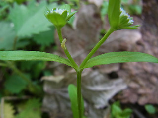 Valerianella locusta