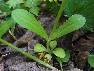 Valerianella locusta