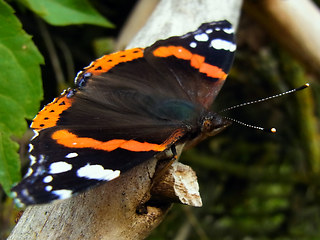 Vanessa atalanta