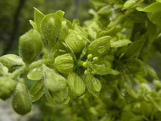 Veratrum album ssp. lobelianum