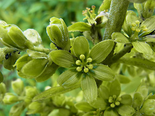 Veratrum album ssp. lobelianum