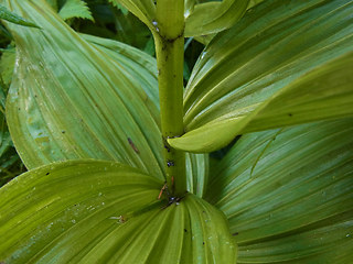 Veratrum album ssp. lobelianum