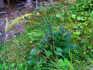 Verbascum nigrum