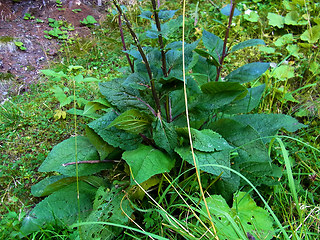 Verbascum nigrum