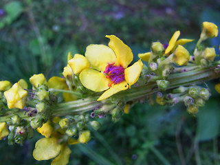 Verbascum nigrum