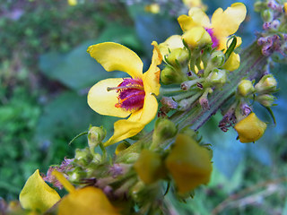 Verbascum nigrum