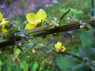 Verbascum nigrum