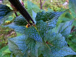 Verbascum nigrum