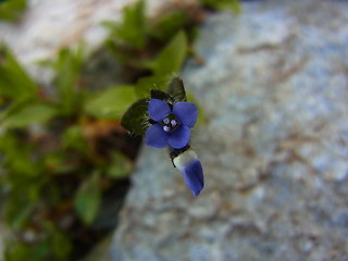 Veronica alpina