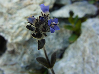 Veronica alpina