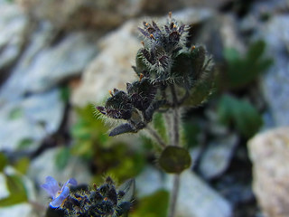 Veronica alpina