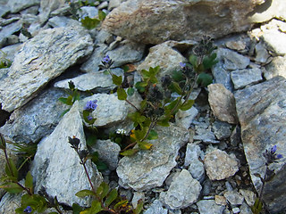 Veronica alpina