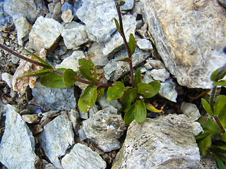 Veronica alpina