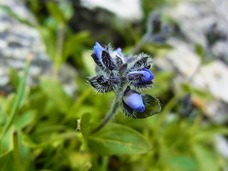 Veronica alpina