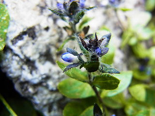 Veronica alpina