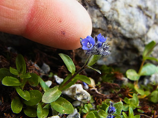 Veronica alpina