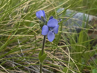 Veronica bellidioides