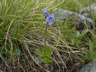 Veronica bellidioides