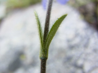 Veronica bellidioides