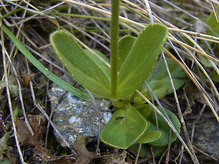 Veronica bellidioides