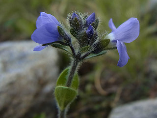 Veronica bellidioides