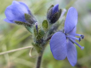 Veronica bellidioides