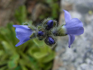 Veronica bellidioides