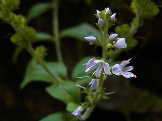 Veronica officinalis