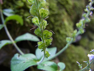 Veronica officinalis