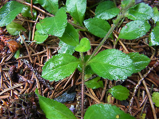 Veronica officinalis