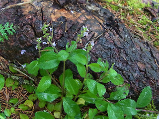 Veronica officinalis