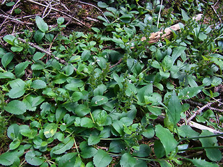 Veronica officinalis