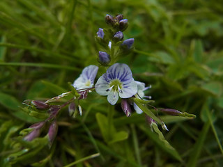 Veronica serpyllifolia