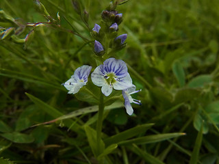 Veronica serpyllifolia