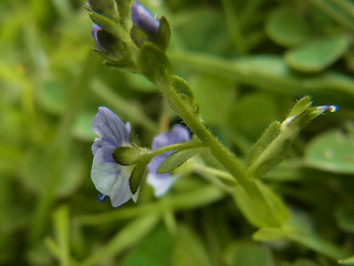 Veronica serpyllifolia