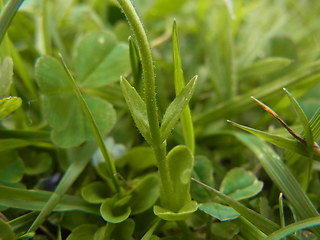 Veronica serpyllifolia