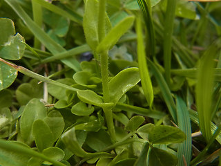 Veronica serpyllifolia